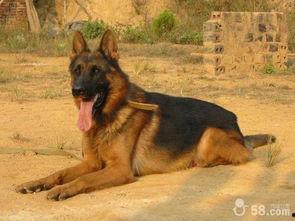 狼狗最新爆料网站下载大全,揭秘热门资讯，一网打尽热门资源  第1张